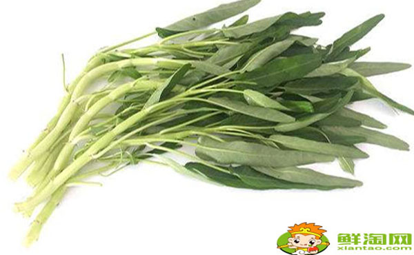白桿空心菜青桿空心菜哪個好,白空心菜和綠空心菜的區別