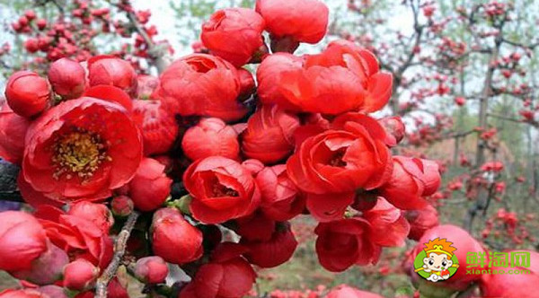 北美海棠紅色葉子是什么品種，北美海棠中果子最大的品種