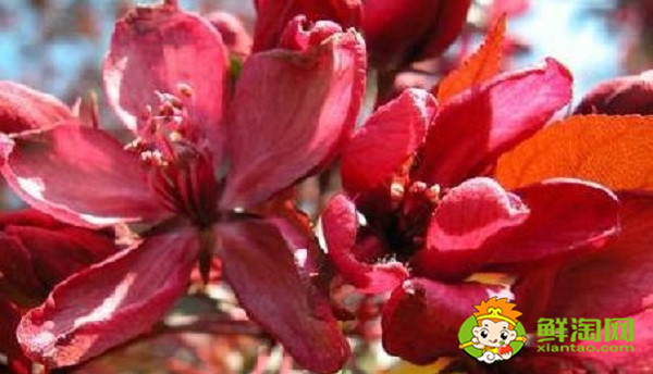 北美海棠紅色葉子是什么品種，北美海棠中果子最大的品種