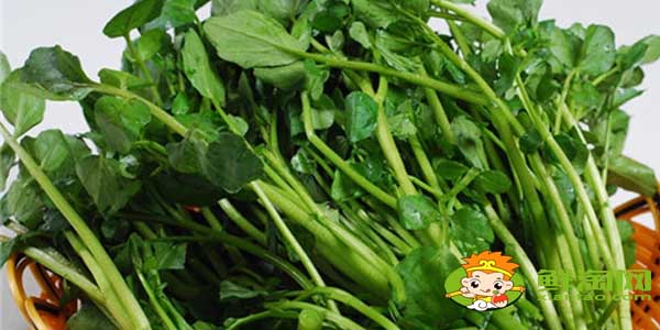 馬齒莧是不是東洋草，東洋草與馬齒莧有區別嗎
