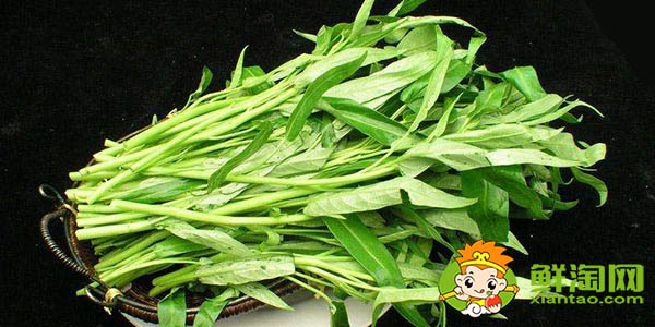什么品種空心菜高產(chǎn),新品種空心菜種子
