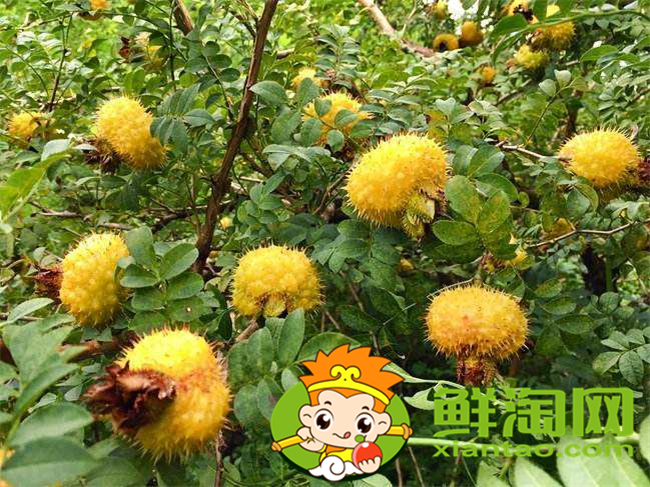 刺梨汁一天喝多少，刺梨汁什么時候喝