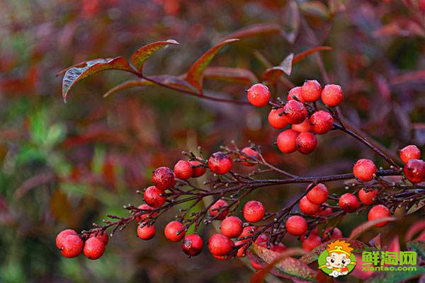 海棠果有毒嗎，花紅果和海棠果的區(qū)別