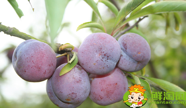 陜西黑布林好吃嗎，國(guó)產(chǎn)黑布林哪里最好吃