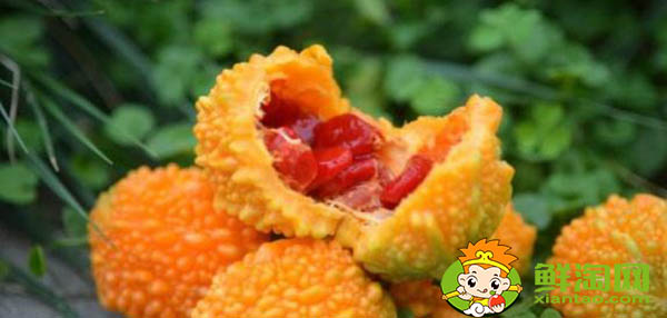 金鈴子一天可以吃幾個,金鈴子哪個品種好吃