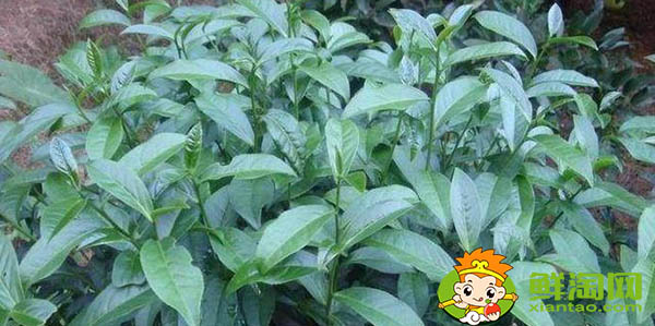 奇蘭是大紅袍嗎,大紅袍是紅茶還是綠茶