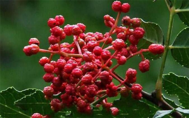 青花椒和大紅袍哪種好，大紅袍花椒品質(zhì)有什么特點