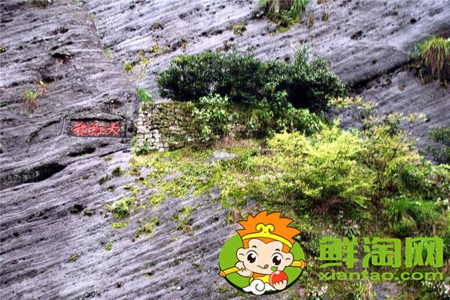 武夷山大紅袍是什么茶,武夷山大紅袍多少錢一斤
