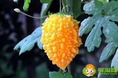 金鈴子又叫什么，金鈴子怎么多結(jié)果
