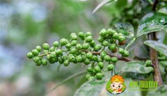 青花椒什么季節(jié)成熟，花椒籽什么時候采最適宜