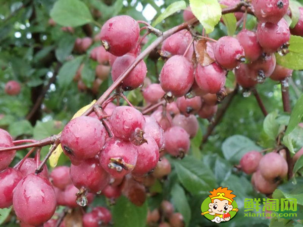 紅寶石海棠果實可以吃嗎，紅色果實的北美海棠品種