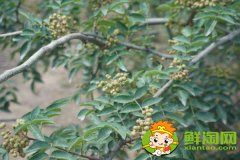 怎么識別大紅袍花椒苗，真假大紅袍花椒樹苗
