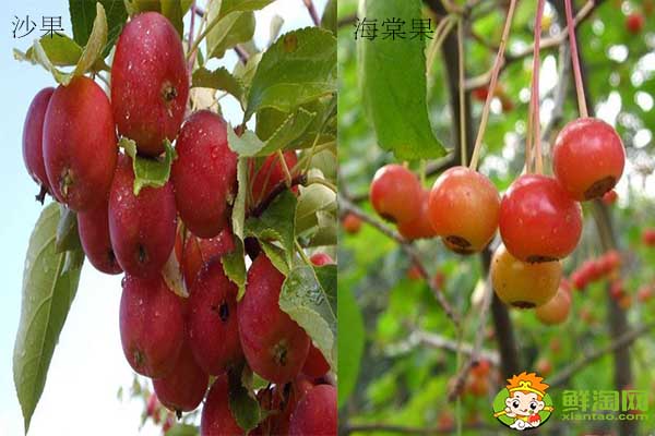 沙果是不是花紅，海棠果和花紅的區(qū)別