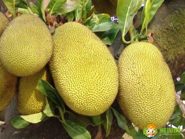 菠蘿蜜怎么吃，菠蘿蜜不能和什么一起吃