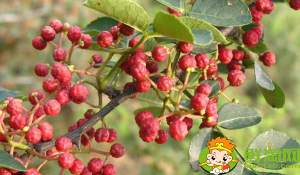 漢源花椒和大紅袍區別，大紅袍花椒和漢源花椒哪個好
