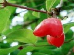 杈杷果陜西可以種嗎，杈杷果可以大規模種植嗎