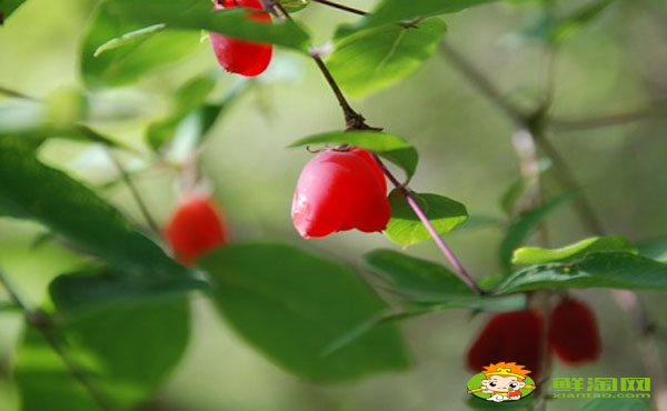 杈杷果陜西可以種嗎，杈杷果可以大規(guī)模種植嗎