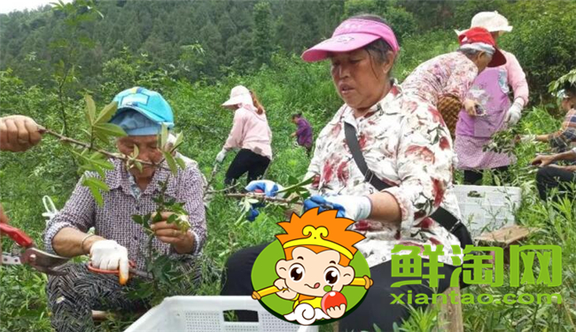 樹上的花椒怎么摘快，花椒機器一天能摘多少