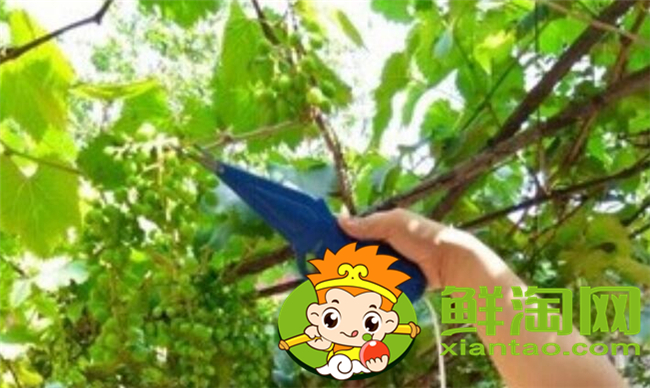 樹上的花椒怎么摘快，花椒機器一天能摘多少