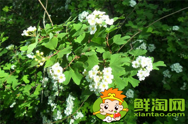 山花椒能吃嗎，農(nóng)村山上野花椒樹圖片