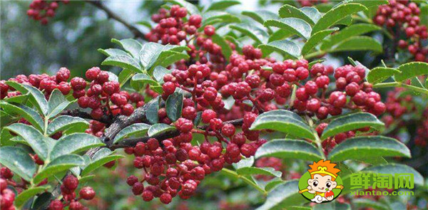 韓城花椒和漢源花椒的區別，漢源花椒好還是韓城大紅袍好