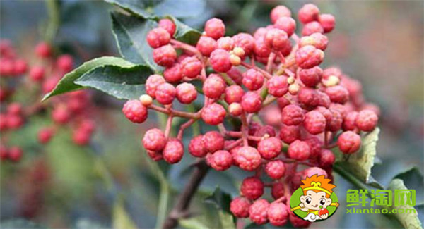韓城花椒和漢源花椒的區別,漢源花椒好還是韓城大紅袍好