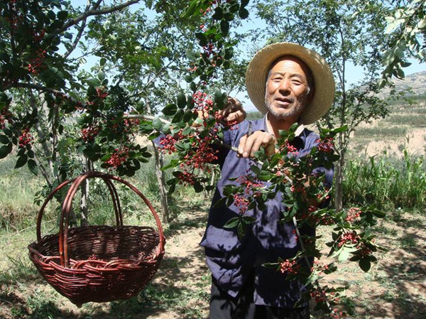 花椒怎么采摘比較好，花椒怎么采摘最快
