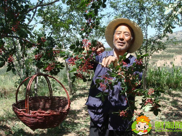 花椒怎么采摘比較好，花椒怎么采摘最快