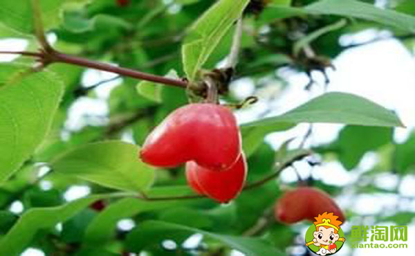 杈杷果耐寒嗎，杈杷果適合哪里種植