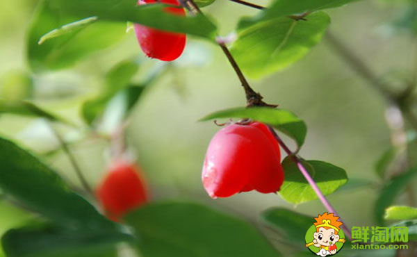杈杷果耐寒嗎，杈杷果適合哪里種植