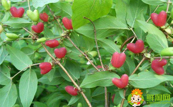 杈杷果耐寒嗎，杈杷果適合哪里種植