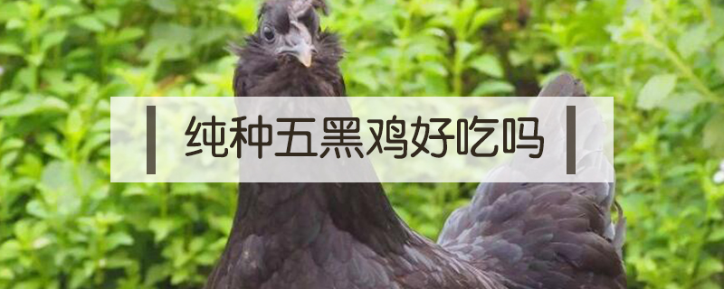 純種五黑雞好吃嗎