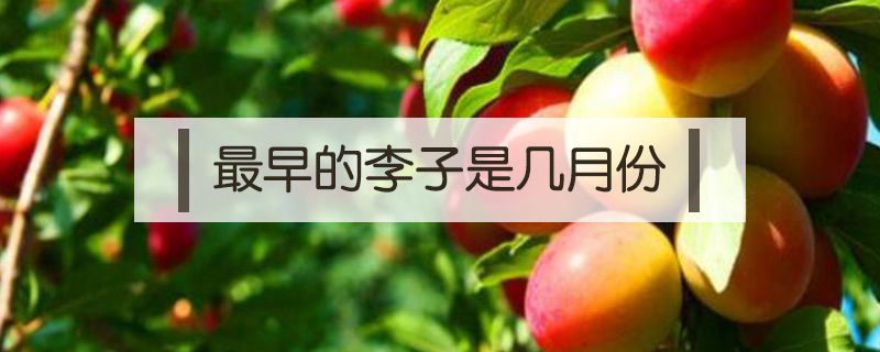 最早的李子是幾月份