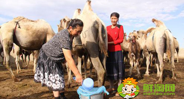 駱駝奶粉一天喝幾次好,駱駝奶粉一次喝多少克