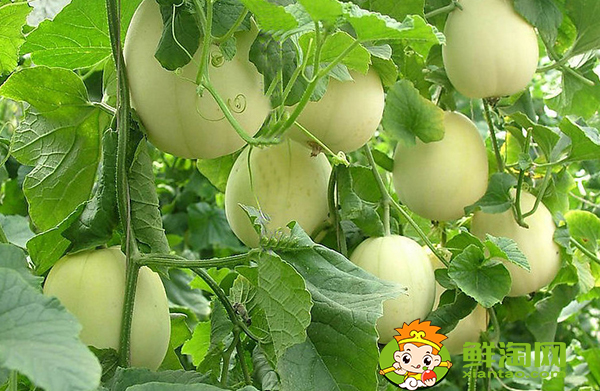 剛摘的甜瓜能放幾天,羊角蜜甜瓜苦的能吃嗎
