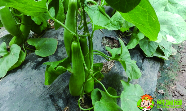 怎么判斷羊角蜜甜瓜熟了沒，羊角蜜成熟特征