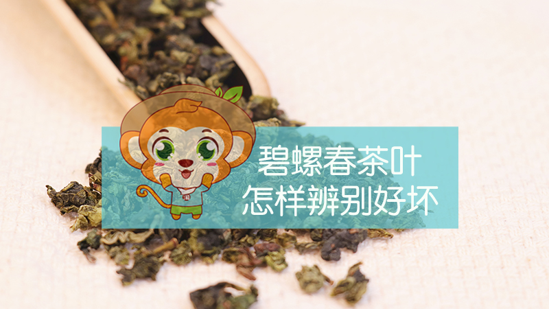 碧螺春茶葉怎樣辨別好壞