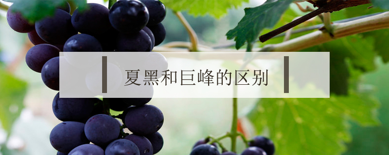 夏黑和巨峰的區(qū)別