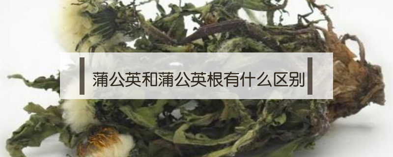 蒲公英和蒲公英根有什么區(qū)別