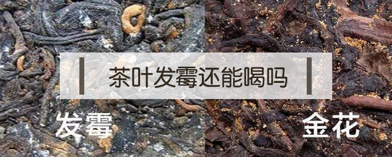 茶葉發(fā)霉還能喝嗎