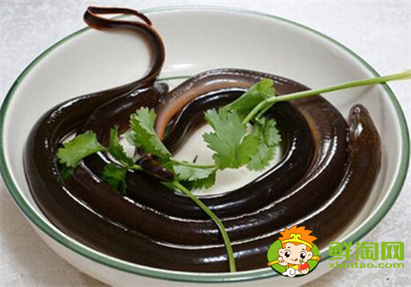 一天釣黃鱔最佳時間,山鱔魚與鱔魚有什么不同