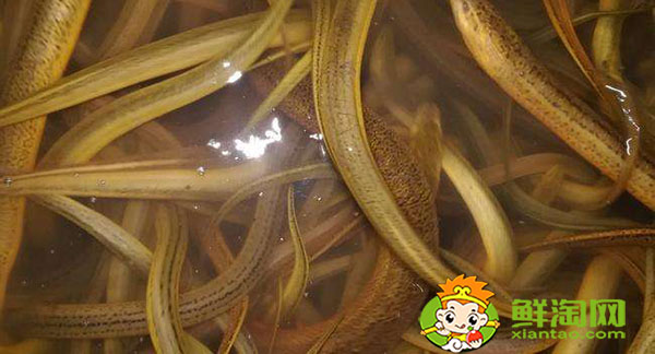 一天釣黃鱔最佳時間,山鱔魚與鱔魚有什么不同