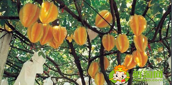 楊桃樹(shù)為什么不結(jié)果,楊桃樹(shù)結(jié)果時(shí)怎樣下肥