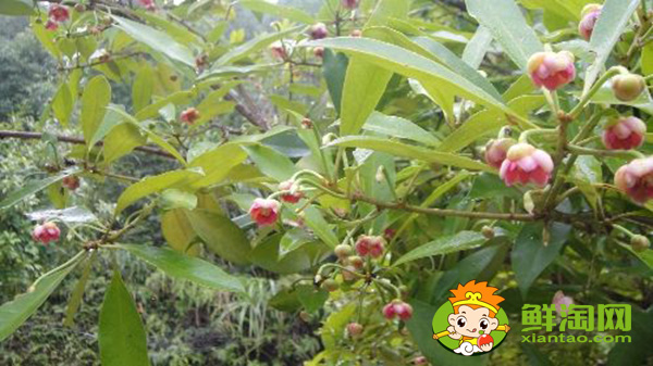 八角種植適應什么地區，八角什么時候施肥最好