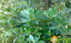 野生八角樹有幾個(gè)品種，野八角和八角區(qū)別圖片