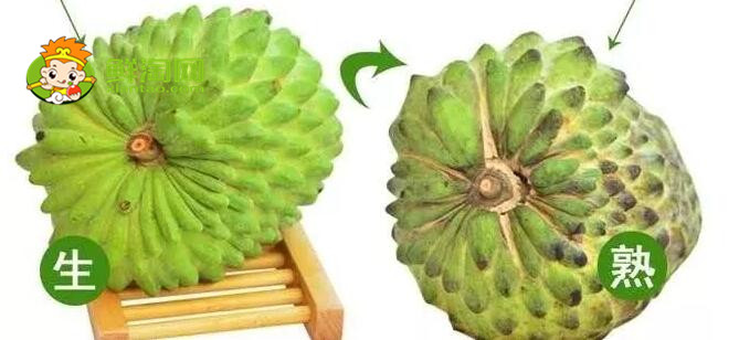 怎么辨別釋迦果是否成熟
