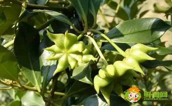 大香和八角的區(qū)別圖片,八角哪里產(chǎn)的最好