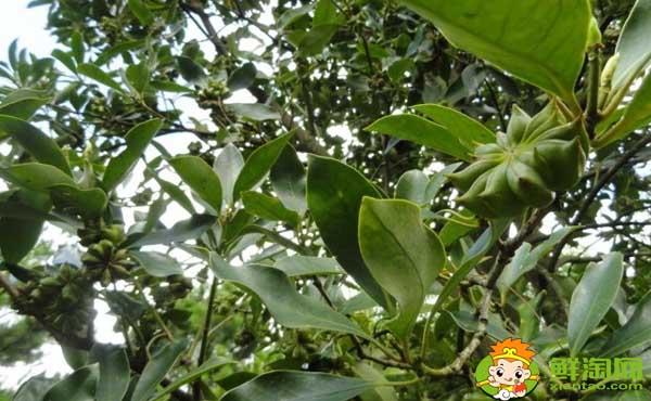 大香和八角的區(qū)別圖片,八角哪里產(chǎn)的最好