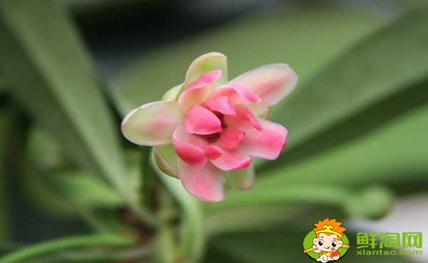 莽草子和八角的區別,八角和莽草干支的區別