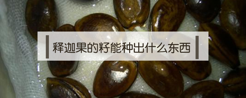 釋迦果的籽能種出什么東西